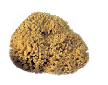 Natuurspons