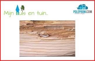 Houtworm
