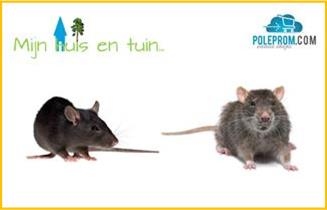 Ratten / muizen